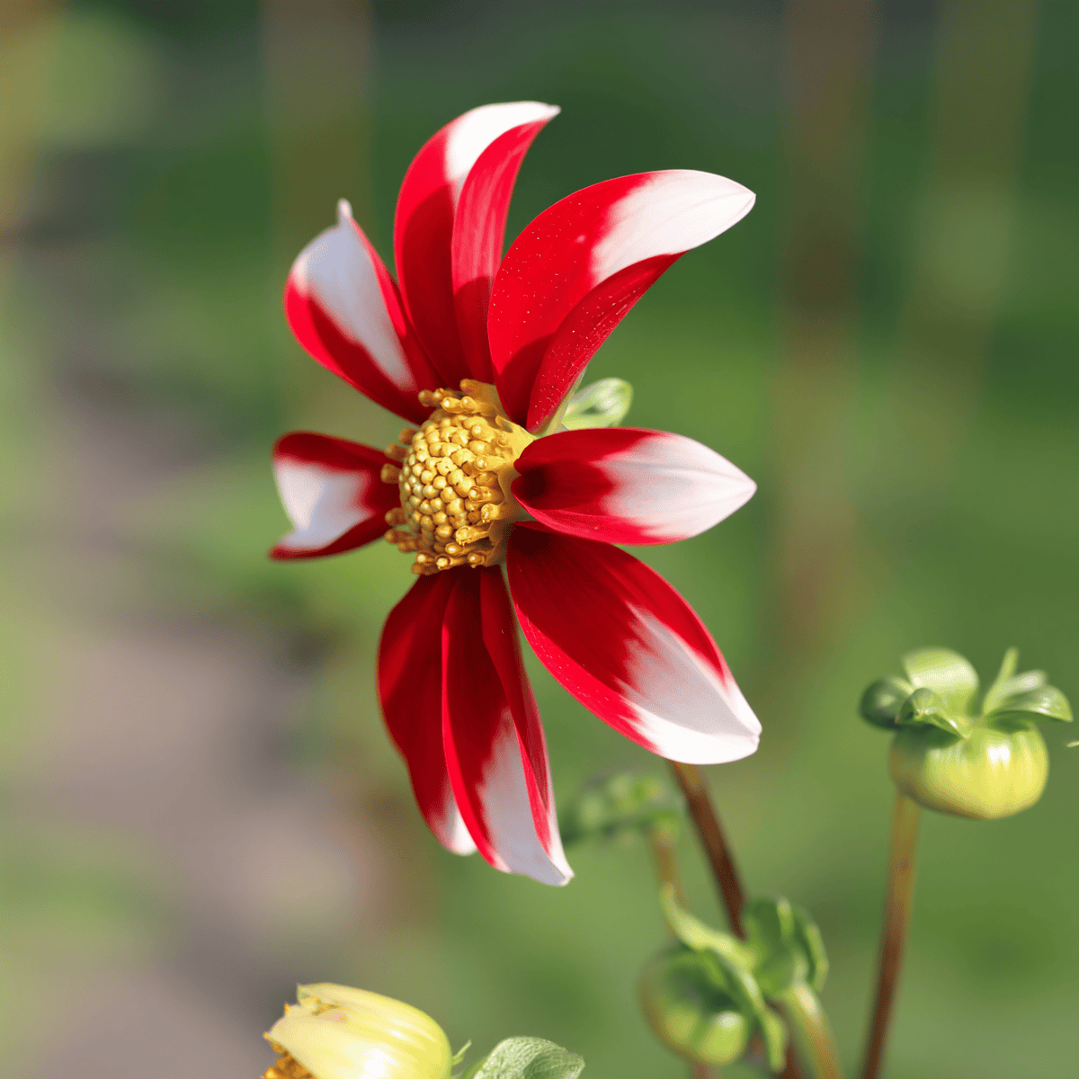 Dahlie Honka Red Windmill
