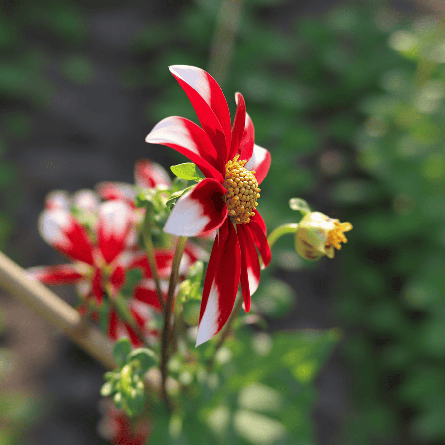 Dahlie Honka Red Windmill