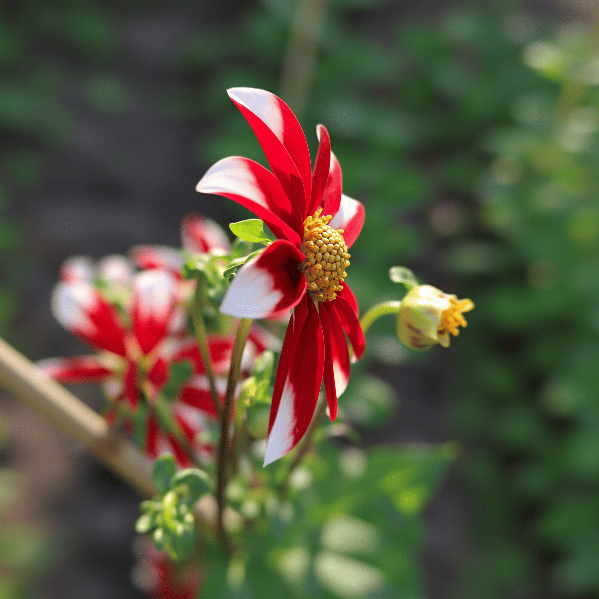 Dahlie Honka Red Windmill