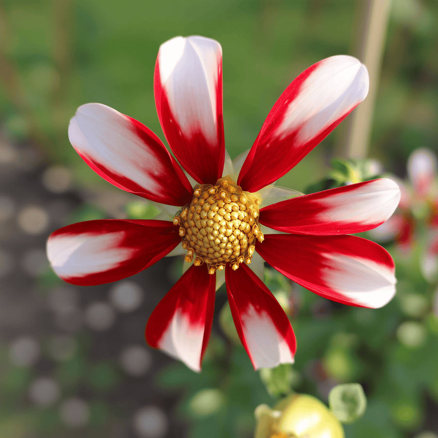 Dahlie Honka Red Windmill