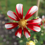 Dahlie Honka Red Windmill