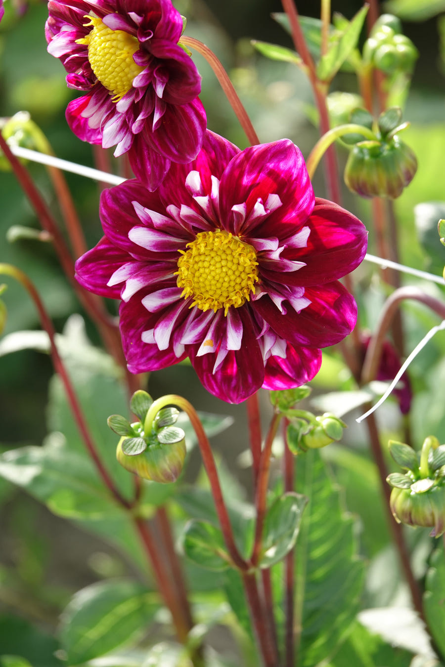 Dahlie Fantastico
