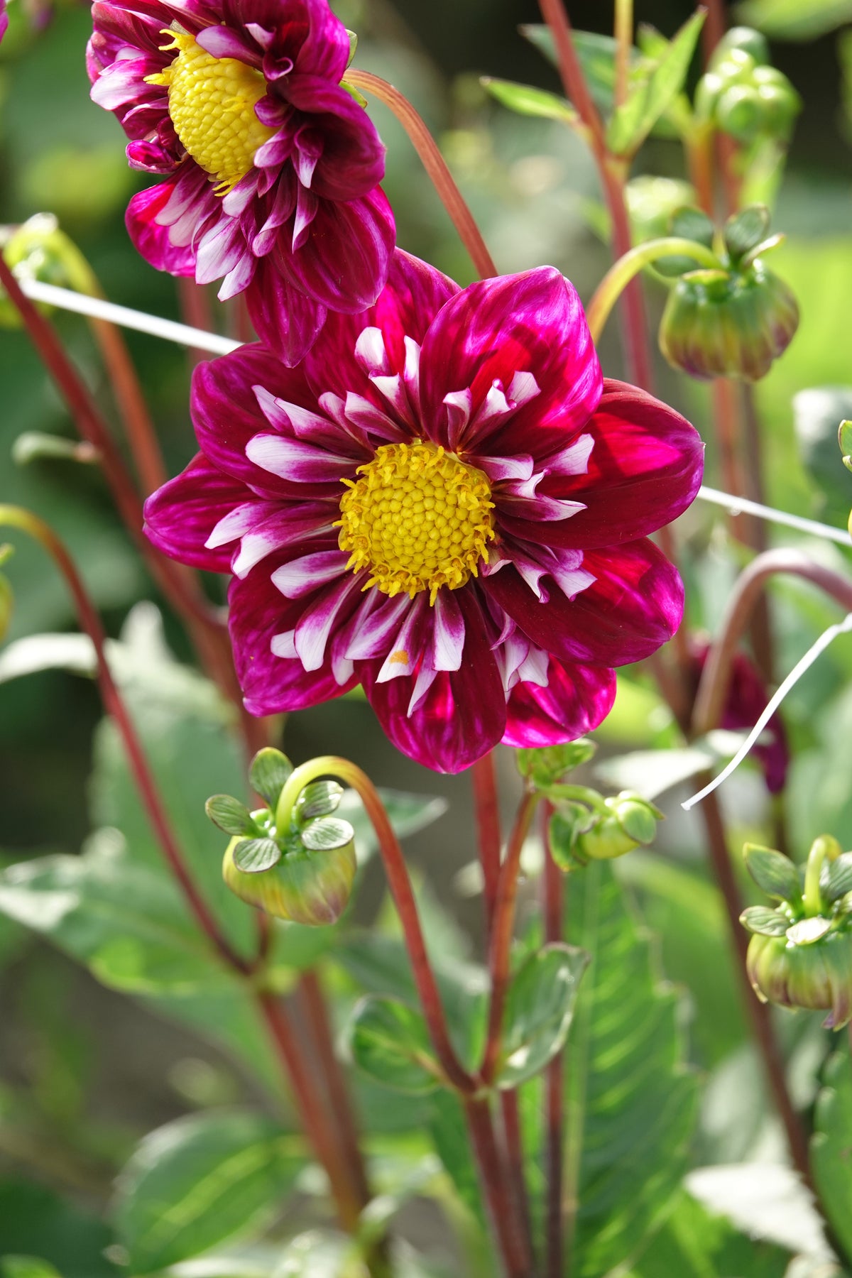 Dahlie Fantastico