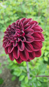 Dahlia Isas Dunkelheit