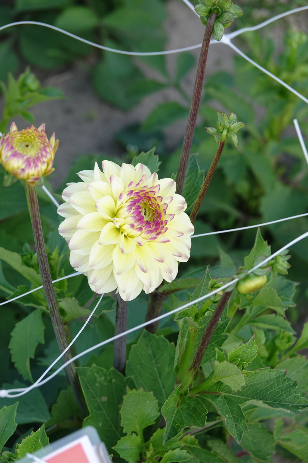 Dahlia Isa Favorit