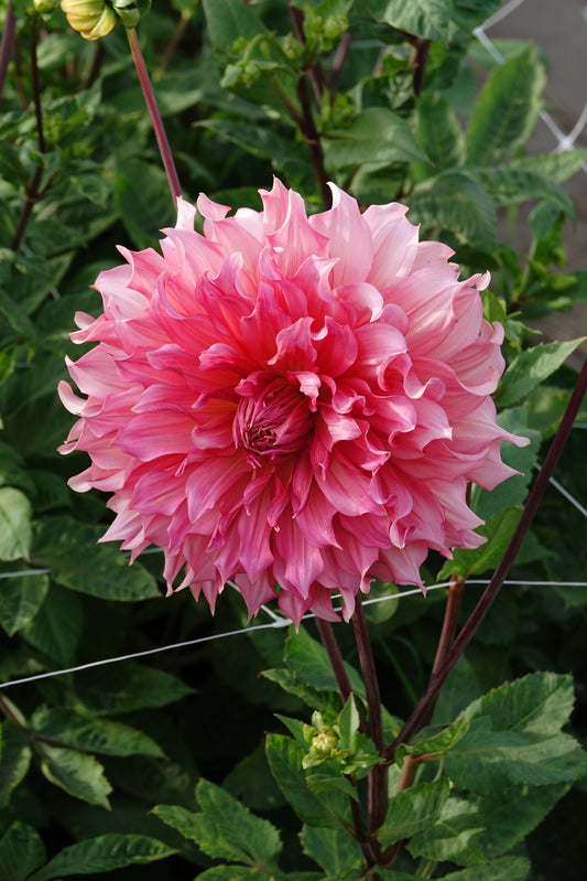 Dahlia Islander
