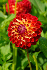 Dahlia Jowey Joshua