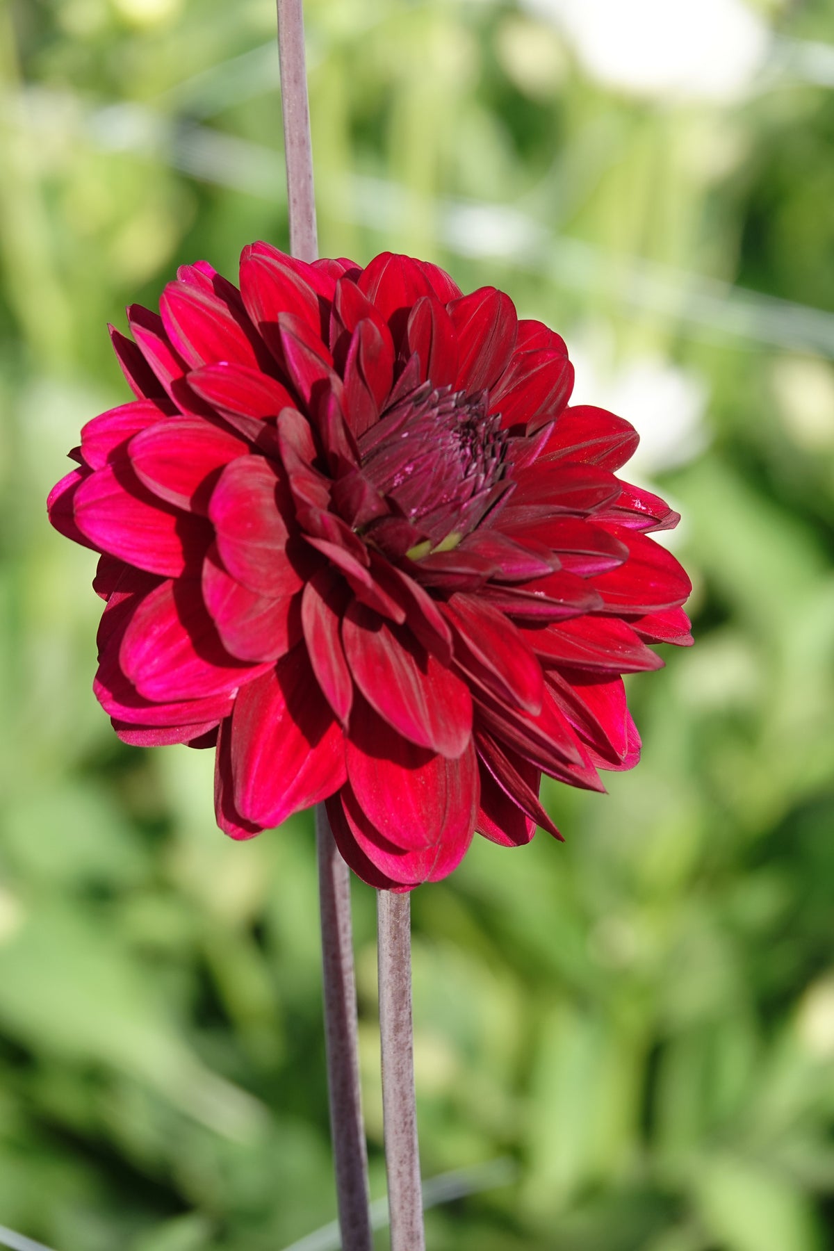 Dahlia Karma Naomi
