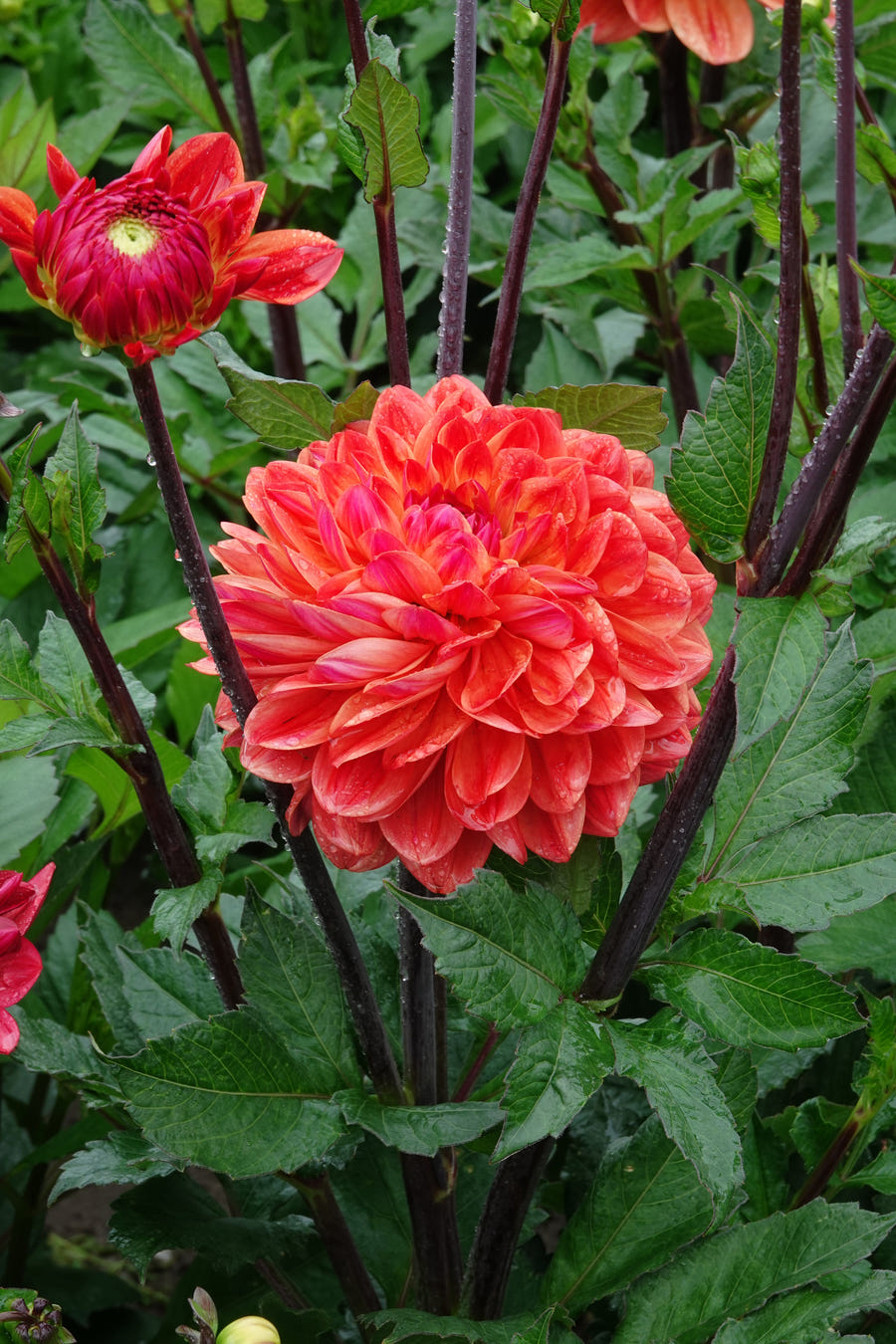 Dahlie Kees Verkade