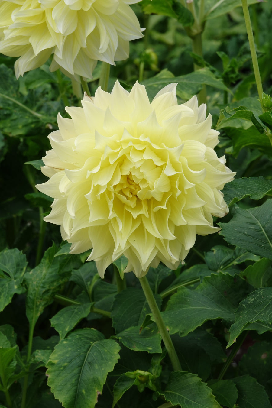 Dahlie 'Kelvin Floodlight'