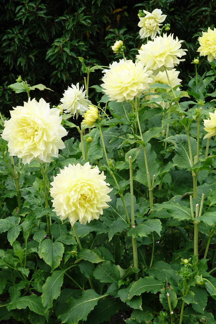 Dahlie 'Kelvin Floodlight'