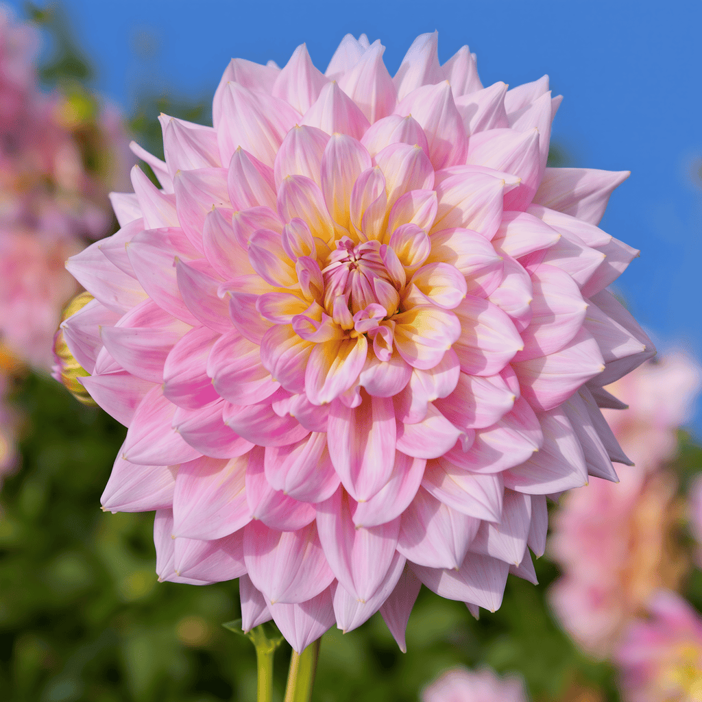 Dahlia Kidds Climax