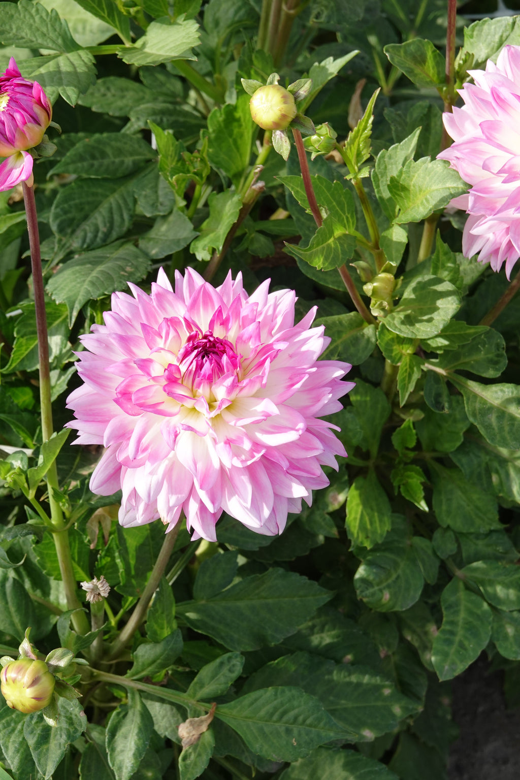 Dahlia Kordessa