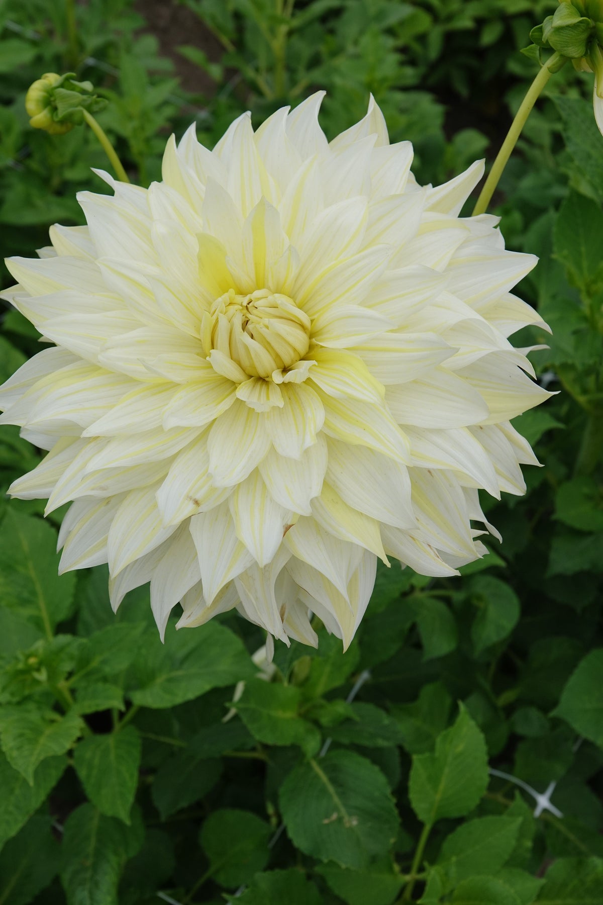 Dahlia La Luna