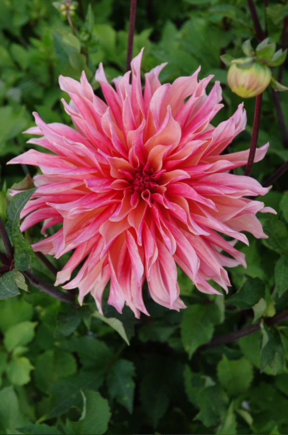 Dahlie Labyrinth