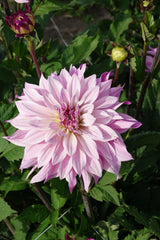 Dahlien-Labyrinth zweifarbig