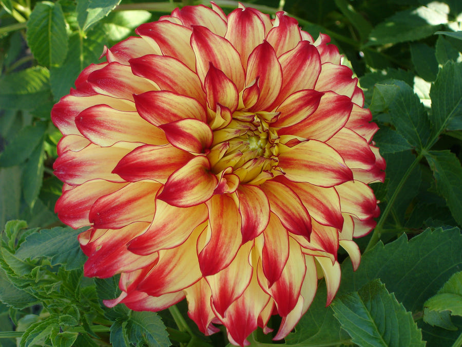 Dahlie Lady Darlene