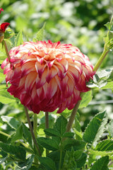 Dahlie Lady Darlene
