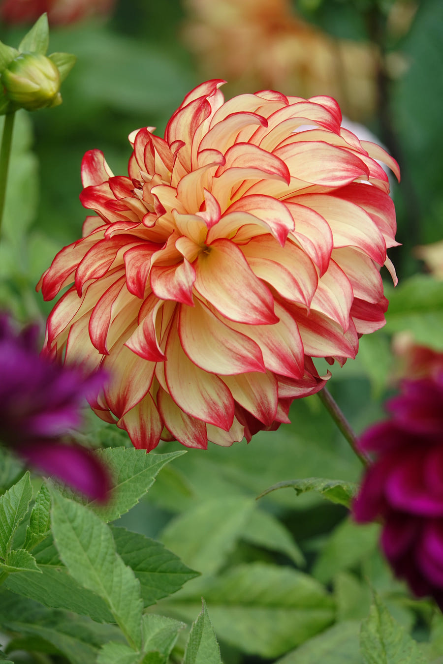 Dahlie Lady Darlene