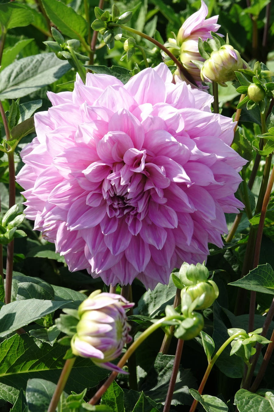 Dahlie Lavender Perfection