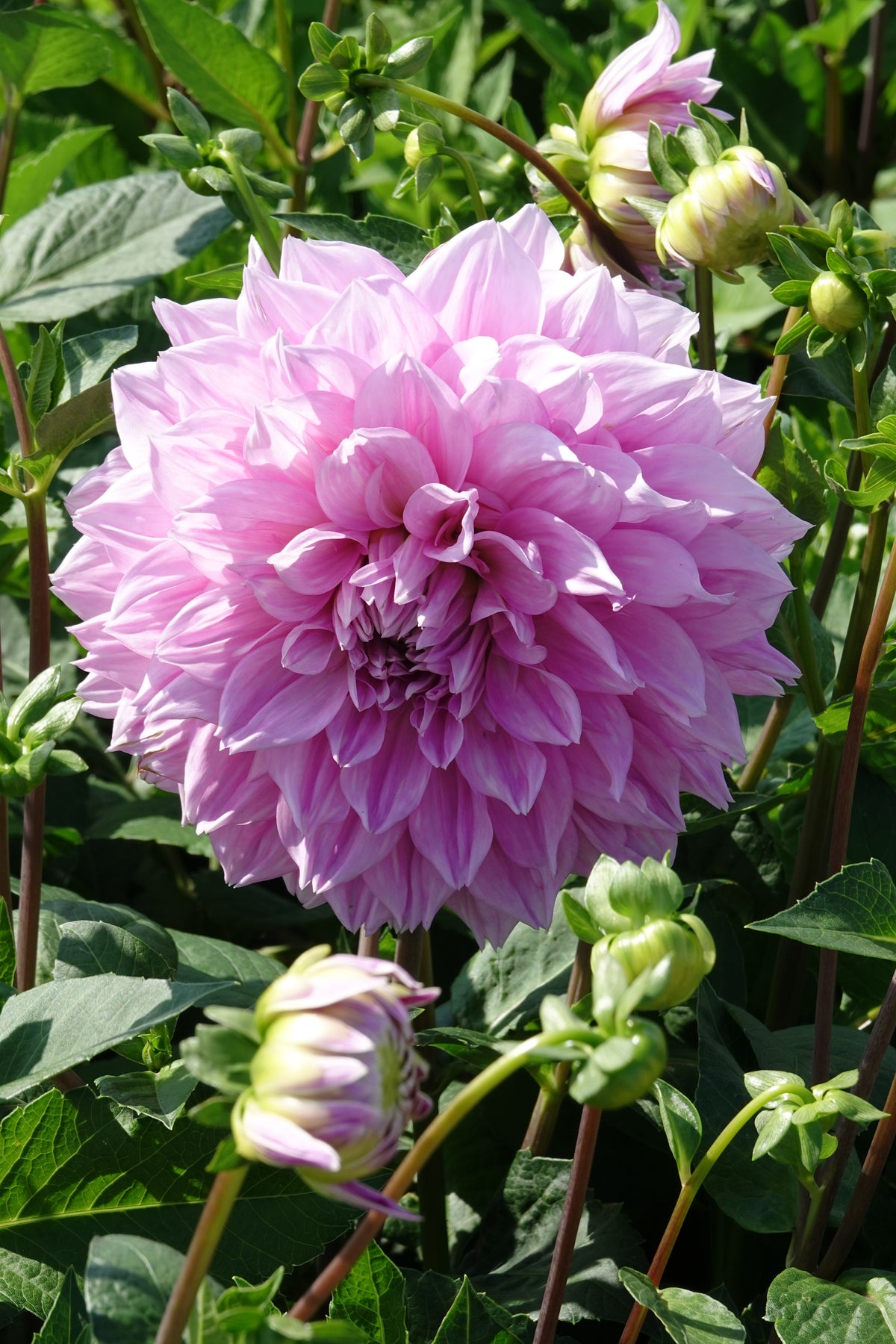 Dahlie Lavender Perfection