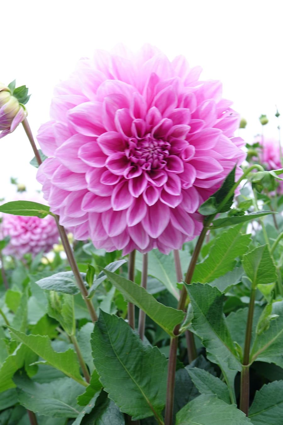 Dahlie Lavender Perfection