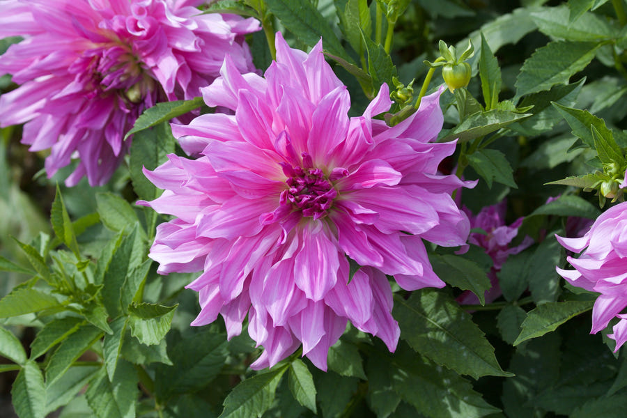 Dahlie Lavender Ruffles