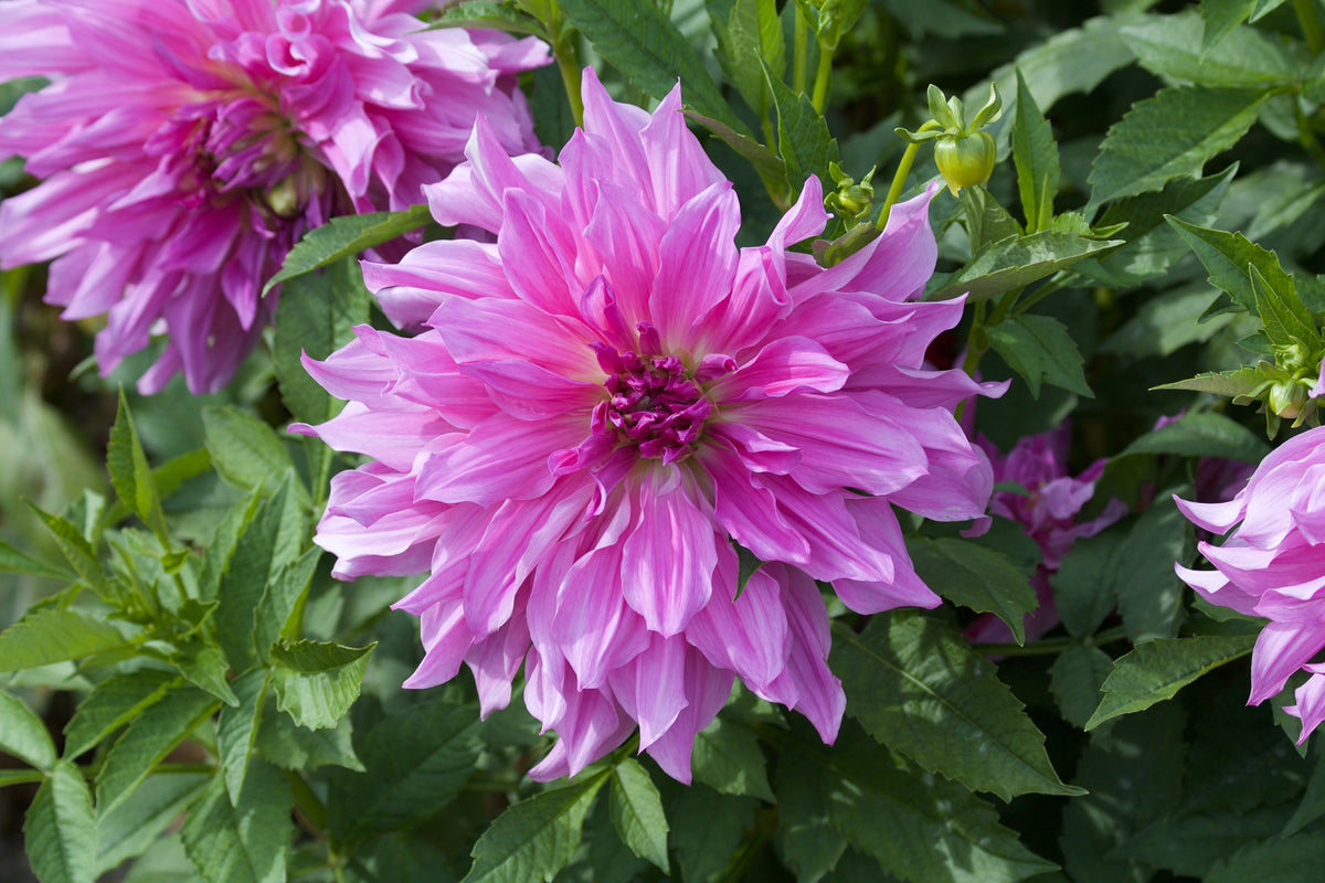 Dahlie Lavender Ruffles