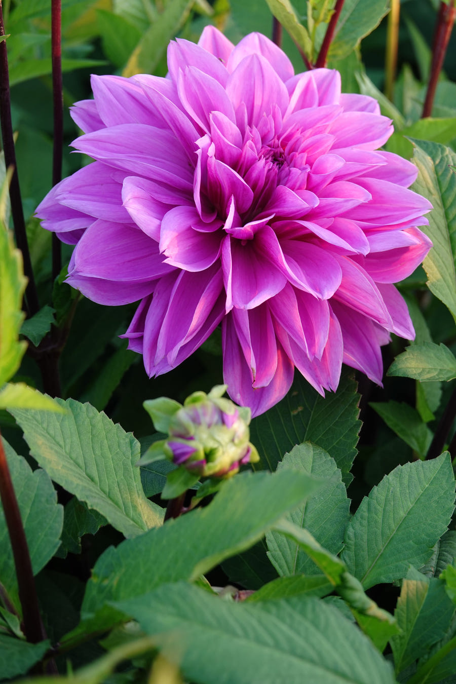 Dahlie Lilac Time