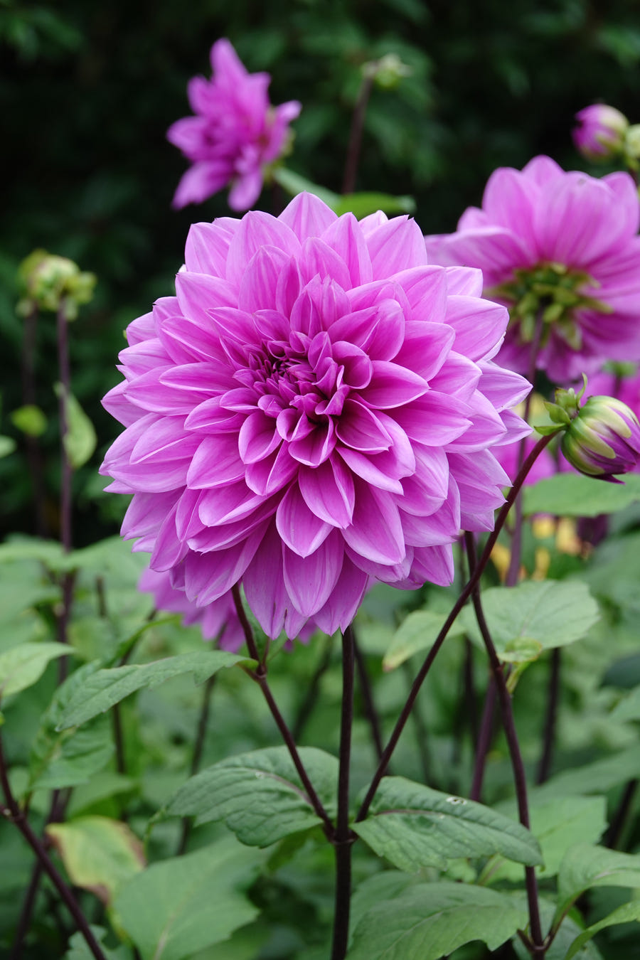 Dahlie Lilac Time