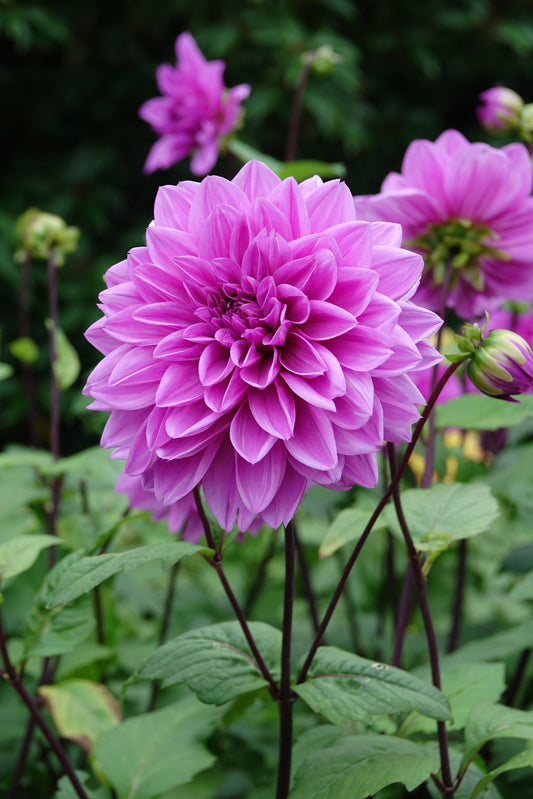 Dahlie Lilac Time