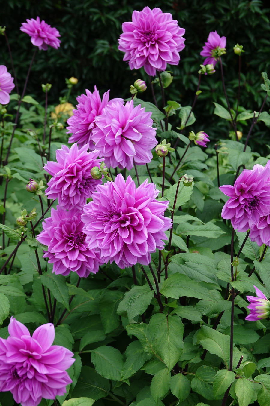 Dahlie Lilac Time