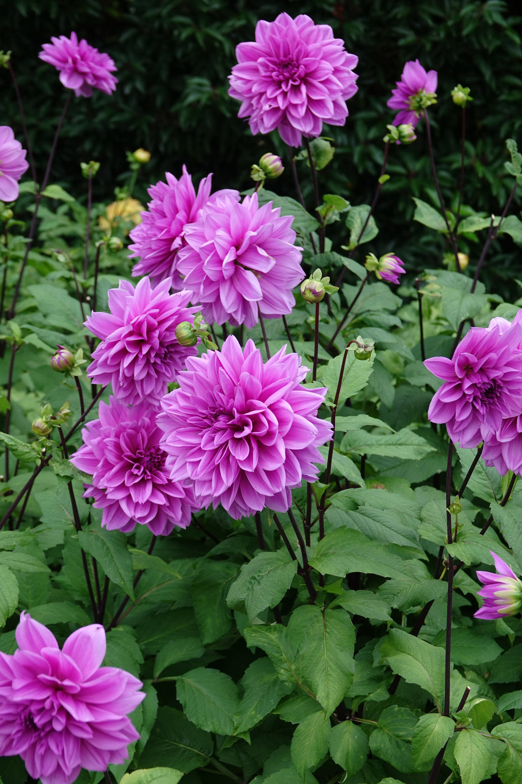 Dahlie Lilac Time