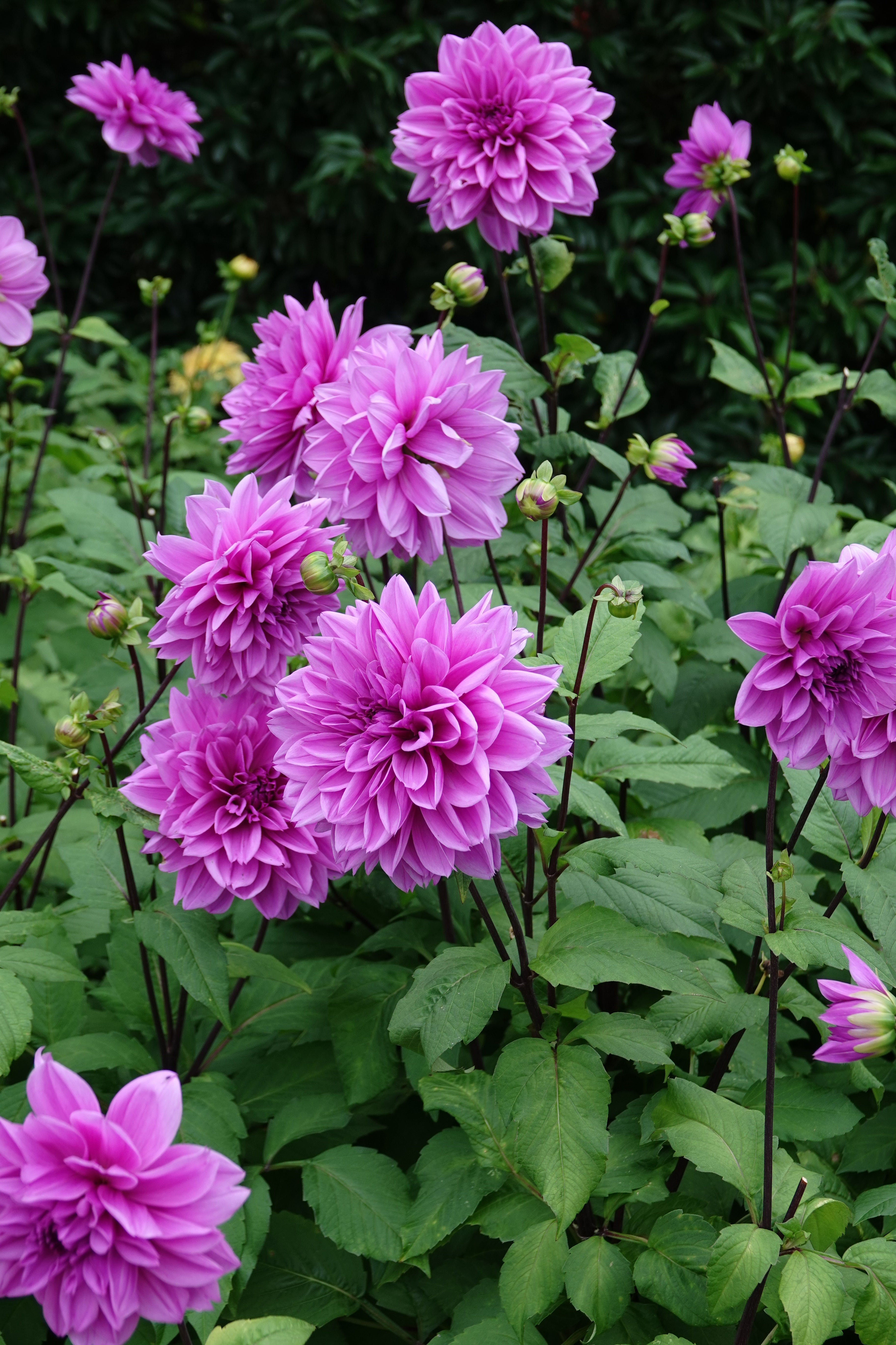 Dahlie Lilac Time