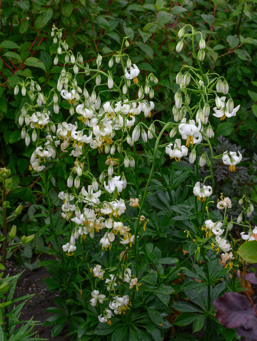 Lilium Martagon Snowy Morning