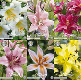 Lilien-Eleganz