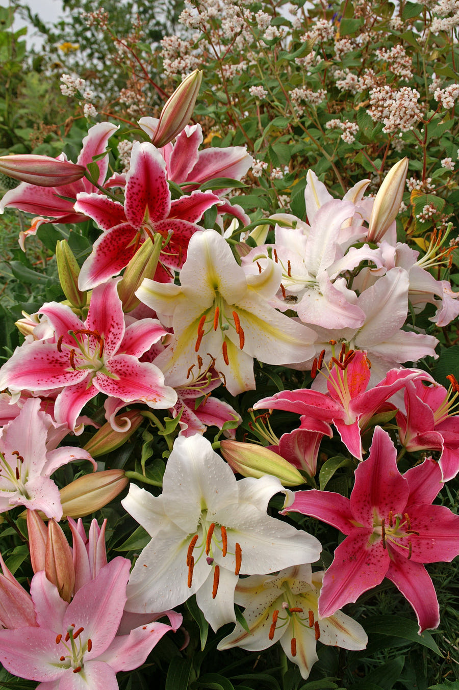 Lilie Orientalisch gemischt