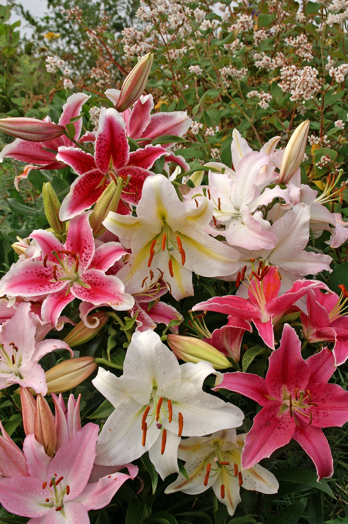 Lilie Orientalisch gemischt