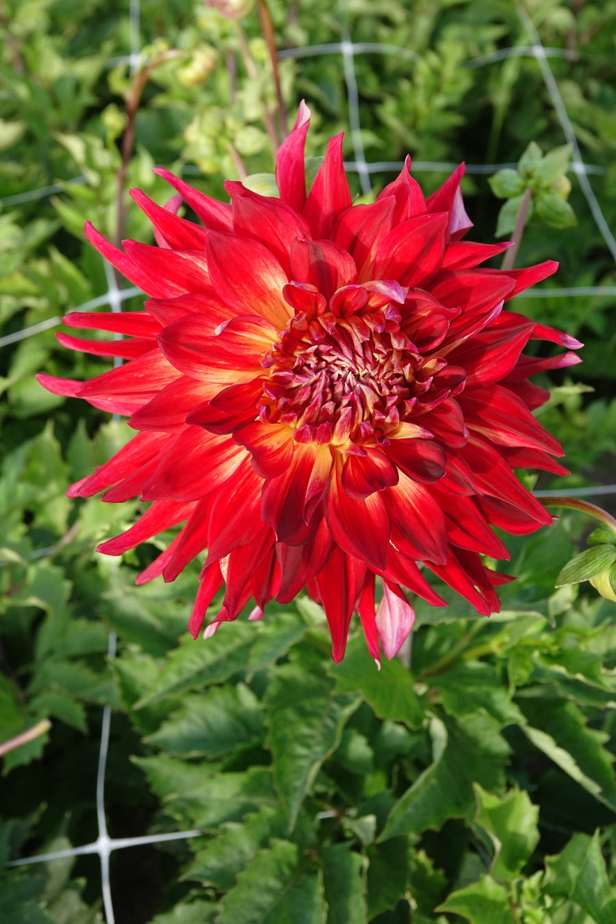 Dahlie Manhattan Island