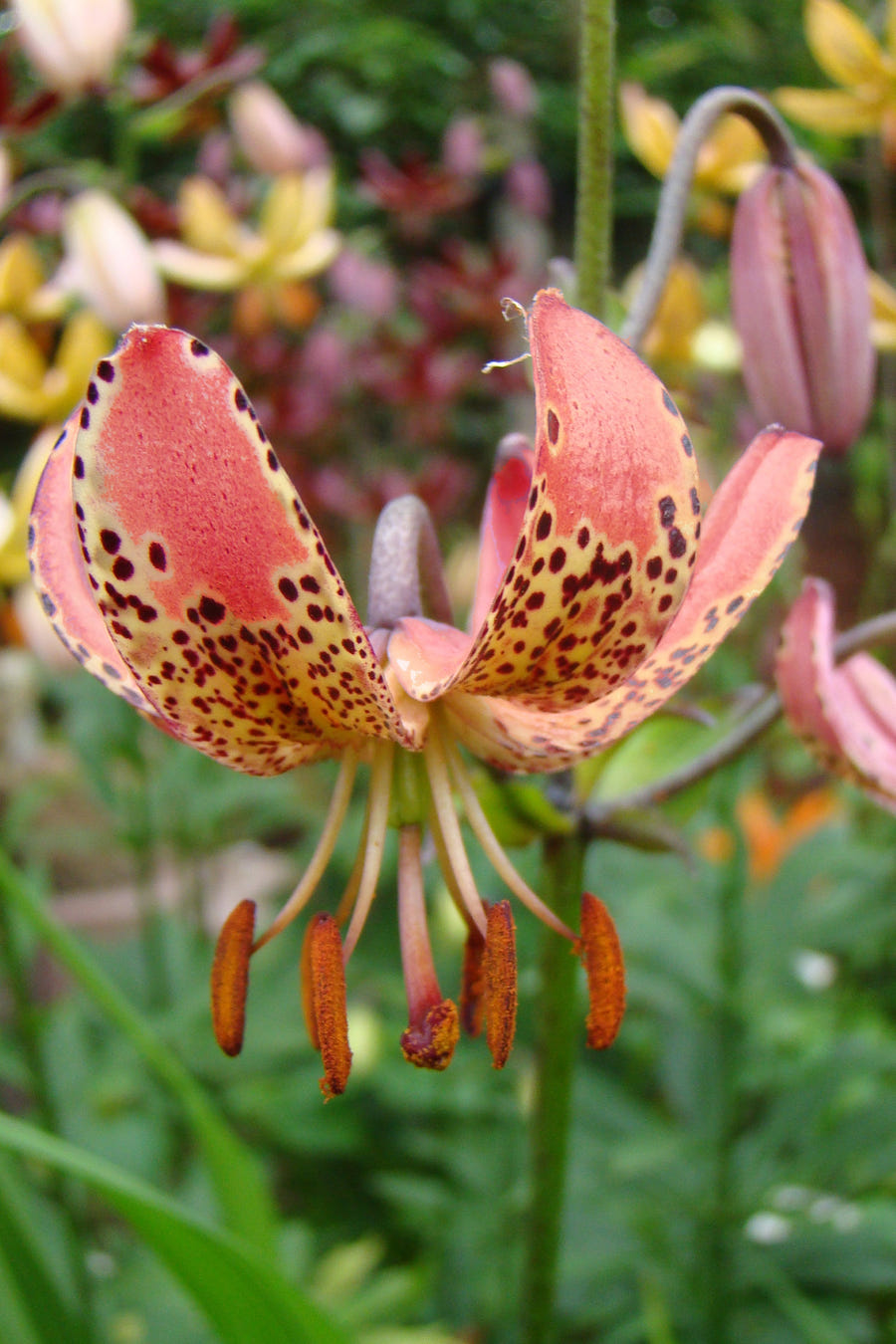 Lilium Manitoba Morning
