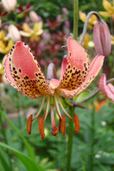 Lilium Manitoba Morning