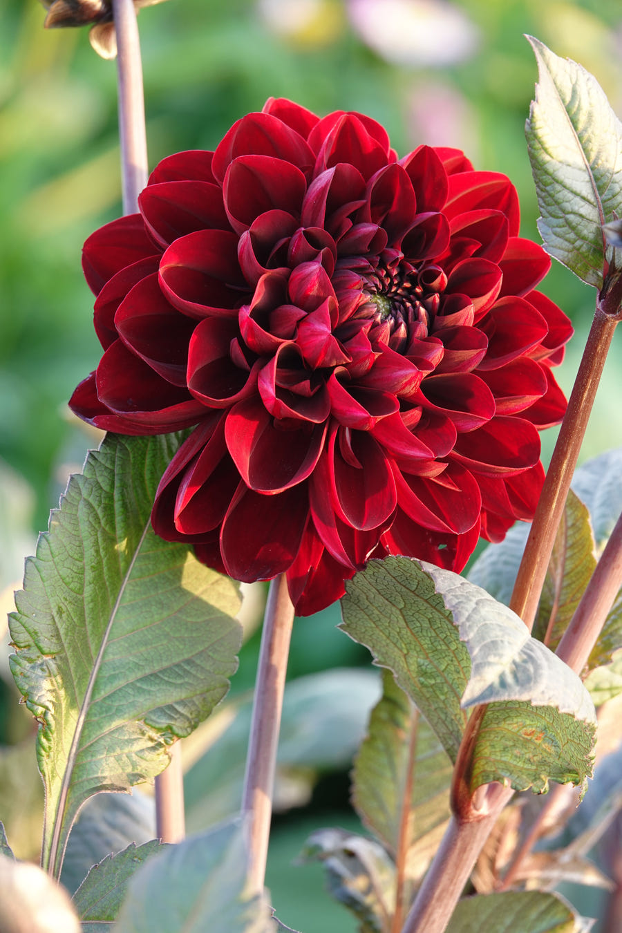 Dahlia Manoa