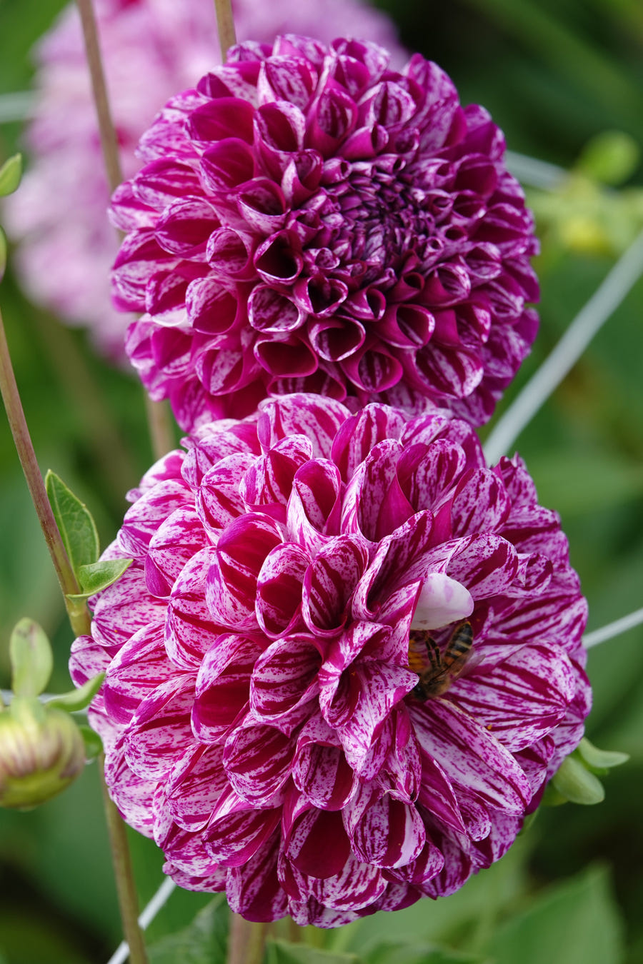 Dahlie 'Marble Ball'