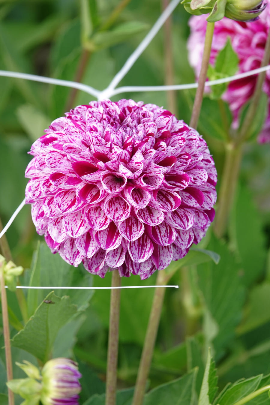 Dahlie 'Marble Ball'