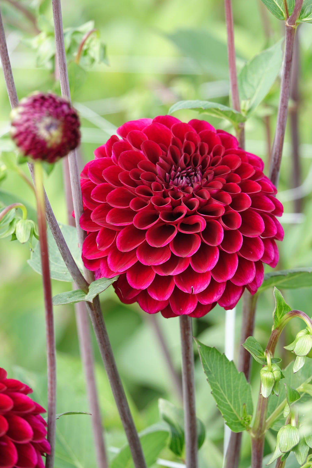 Dahlie Maroon Fox