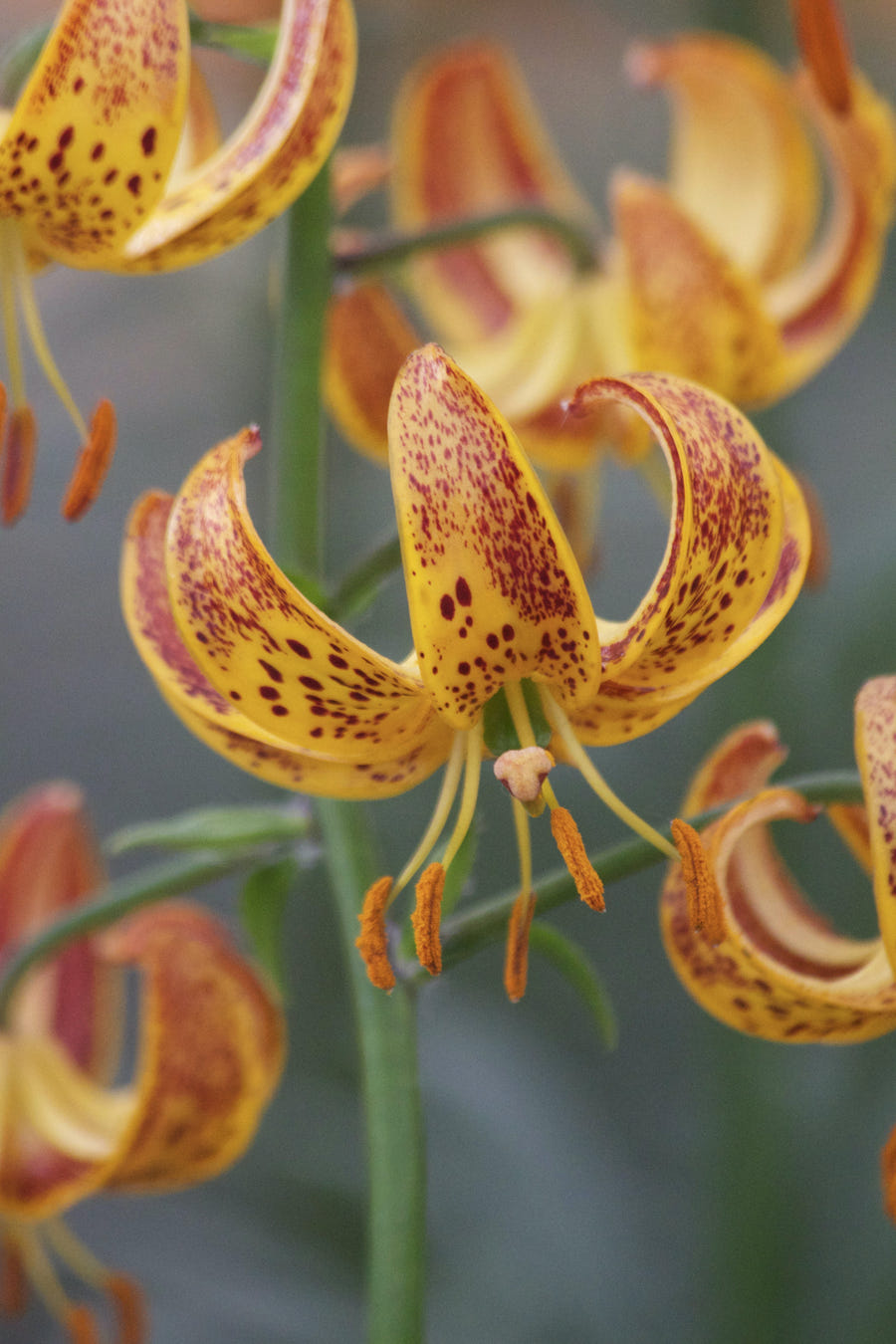 Lilium Martagon Sunny Morning