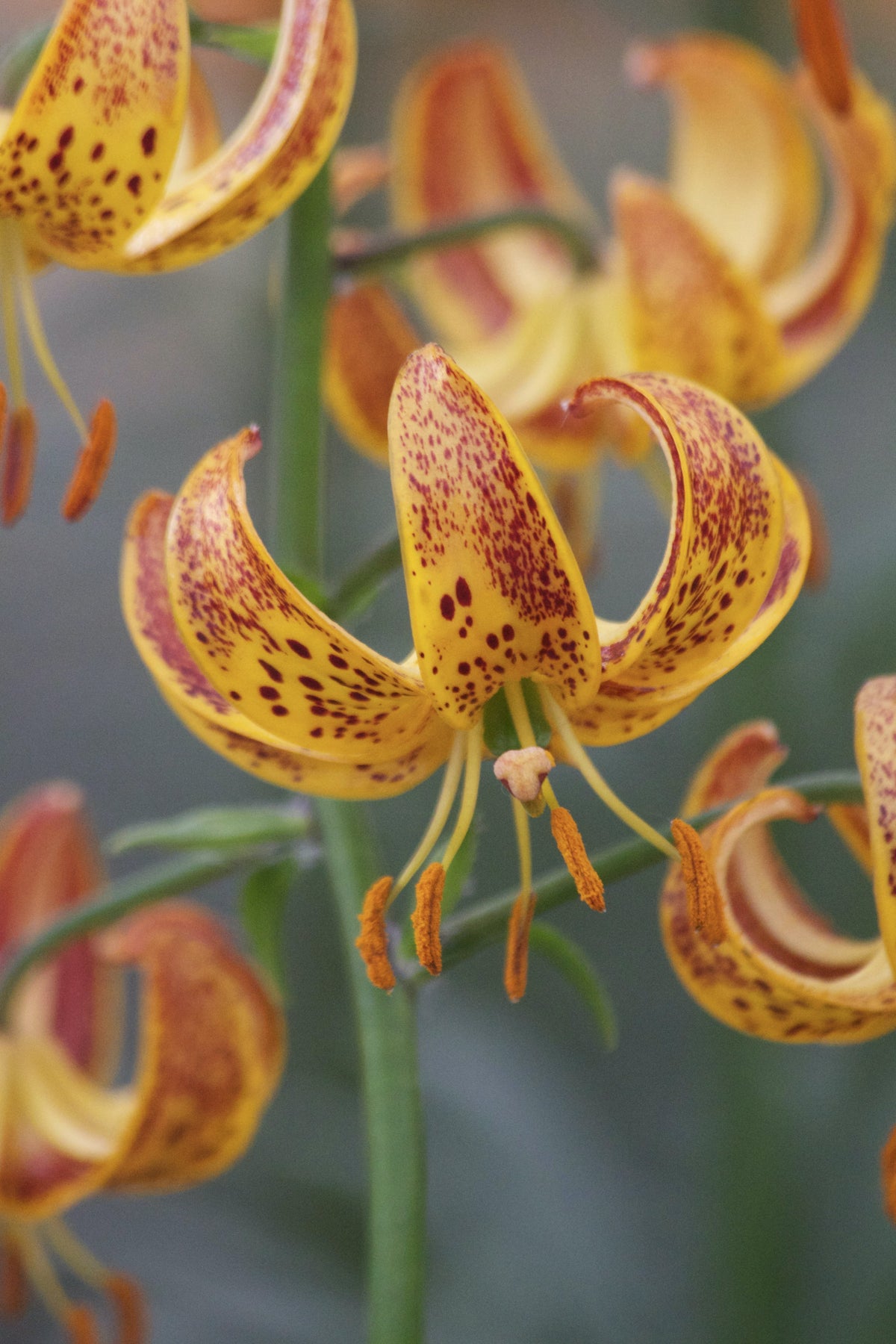 Lilium Martagon Sunny Morning