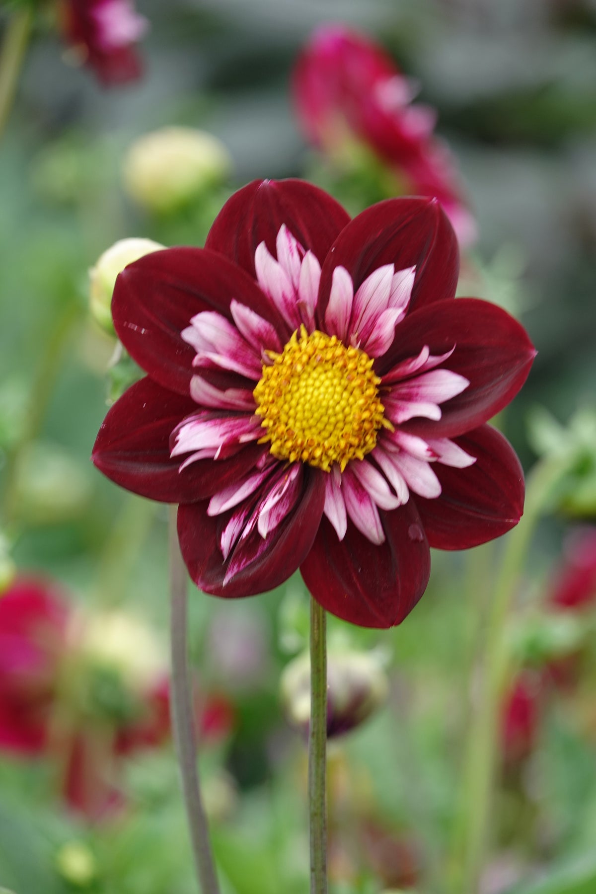 Dahlia Mary Eveline