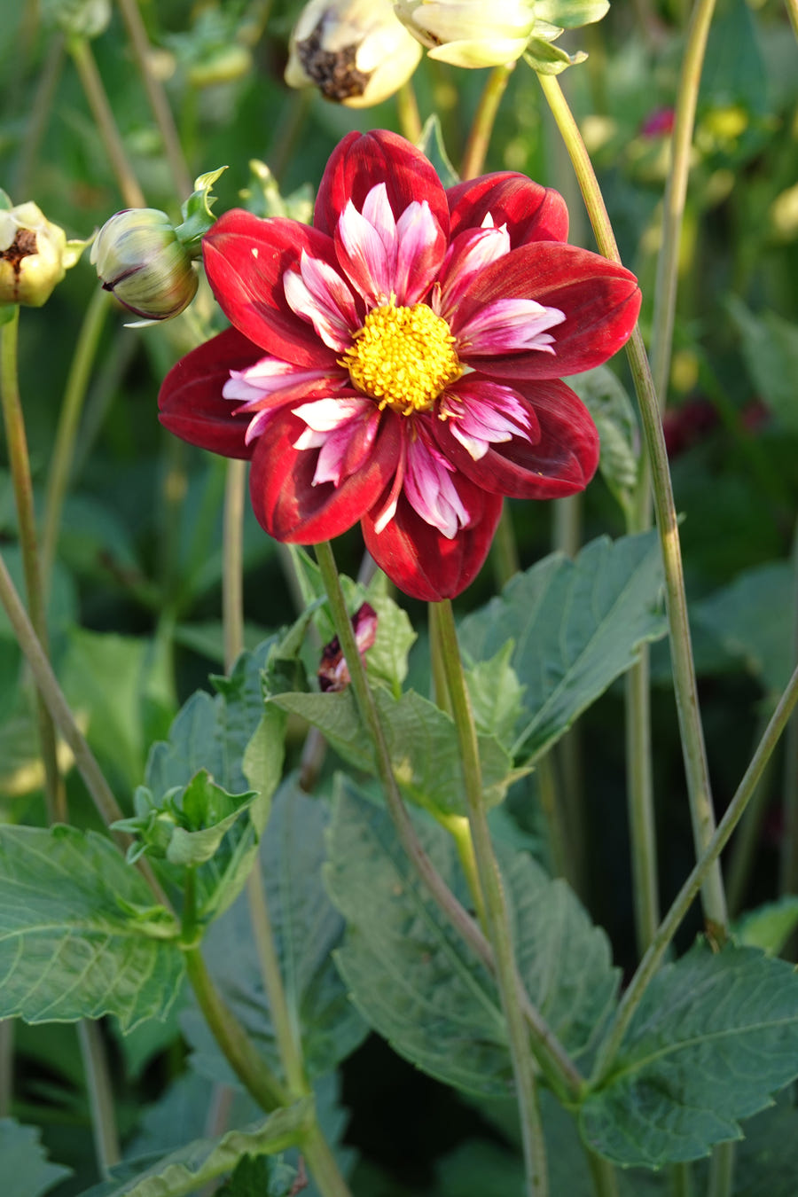 Dahlia Mary Eveline