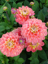 Dahlia Melodie Allegro